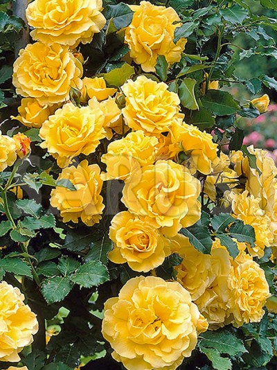 Golden Showers Urcător