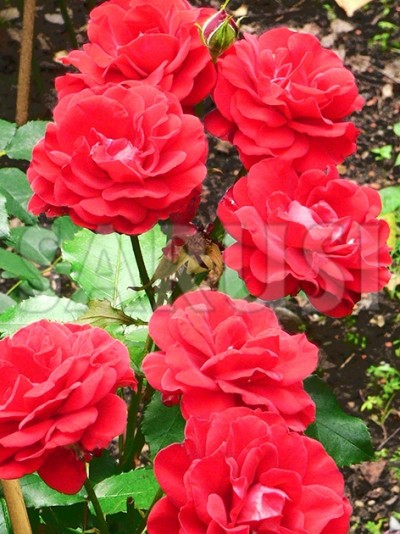 Heinzelmann Polianta