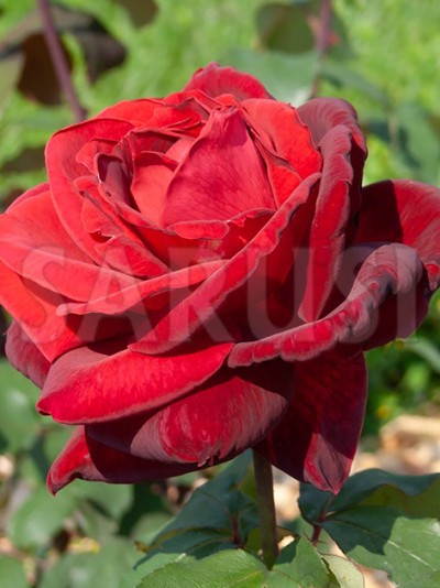 Mr. Lincoln Teahibrid