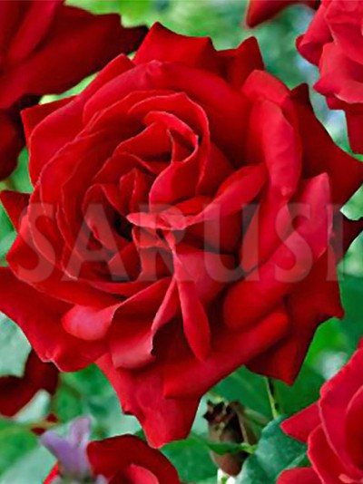 Dame de Coeur Teahibrid