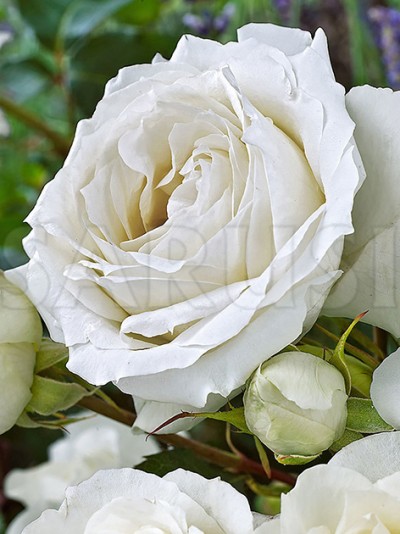 White Symphony Teahibrid