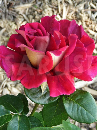 Kronenbourg Teahibrid