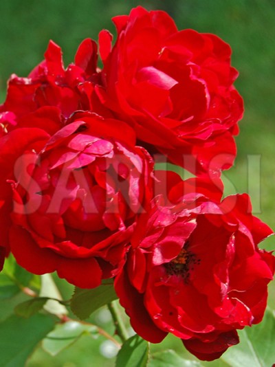 Lili Marleen Polianta