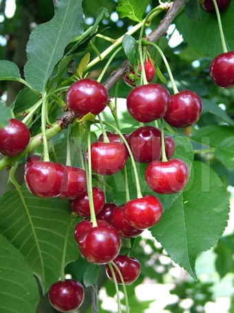 Bogat roditor de Erd