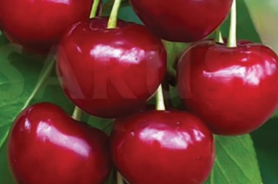 Bogat Roditor de Debrecen