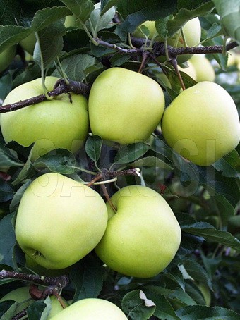 Golden Delicious Reinders