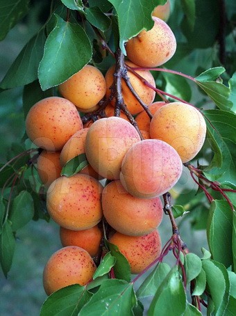 Cea mai bună de Ungaria