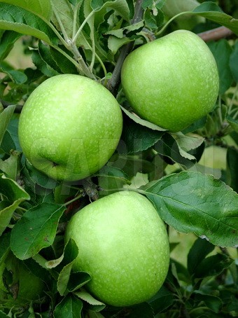 Granny Smith