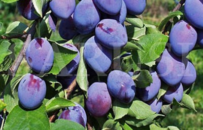 BESZTERCEI (DE BISTRIȚA)