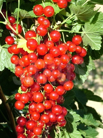 Roșu "Jonkheer Van Tets"