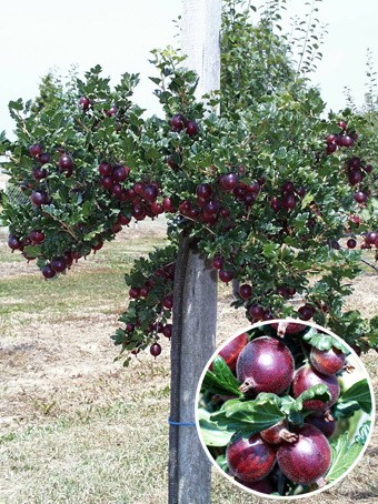 Agris rosu Piros Izletes