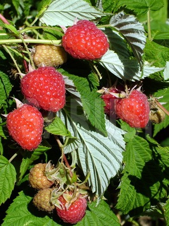 Fertodi Zamatos (Gustoasa de la Fertod)