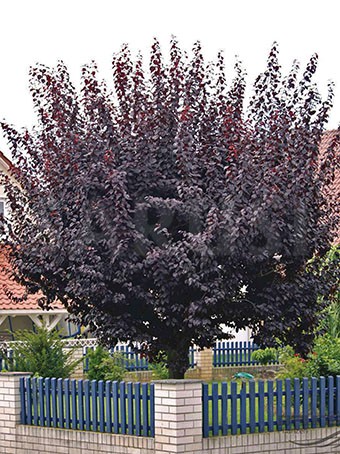 Prunus Nigra