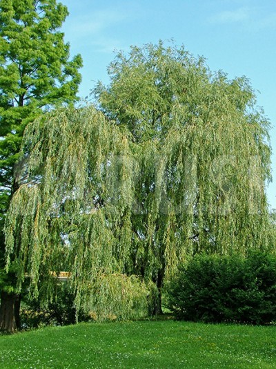 Salcie plângătoare