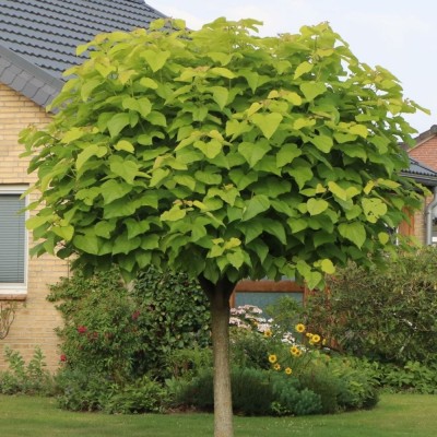 Catalpa  (Globoasa)