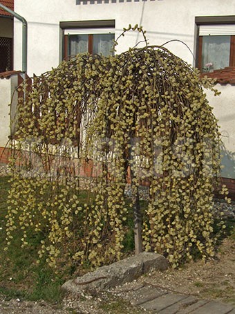 Mâțișor plângător (Salix Caprea)